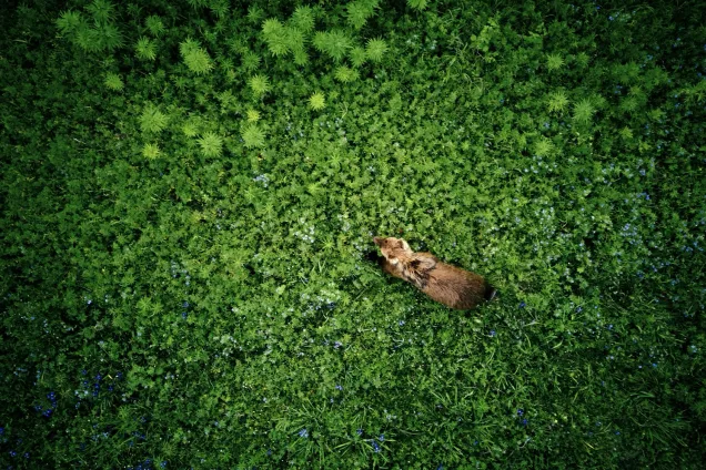 Лавовые поля, мертвый лес, улитка желаний, шлаковые конуса Северного и Южного прорывов.
