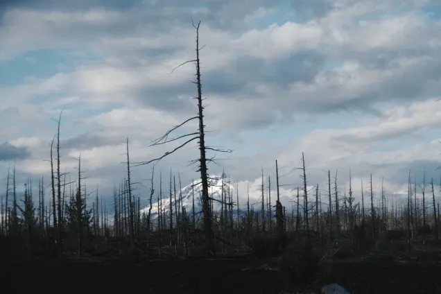 Сплав по реке Быстрая, леса и дикие животные