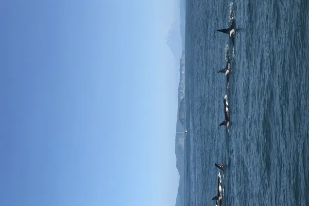 Переезд обратно в Петропавловск-Камчатский