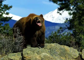 Что делать, если встретил медведя в горах или лесу?