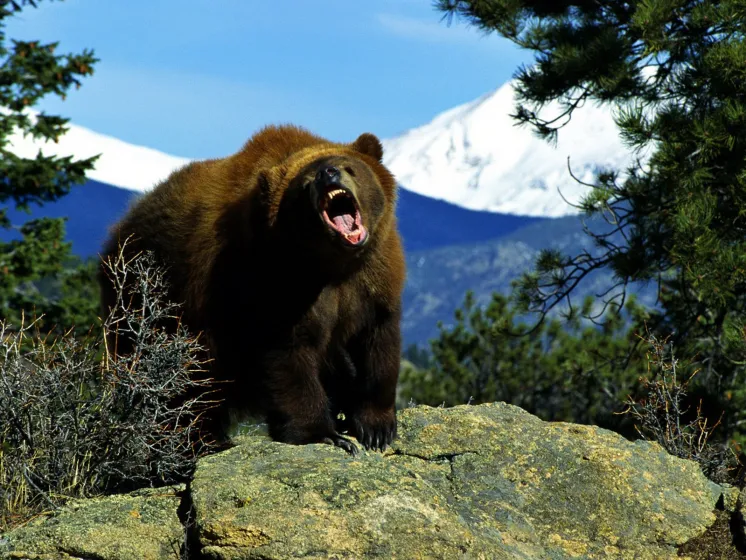 Что делать, если встретил медведя в горах или лесу?